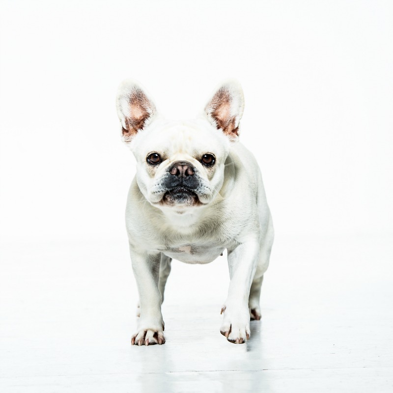 Dogs & more